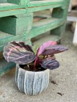 Zdjęcie rośliny Calathea Roseopicta, ujęcie 3