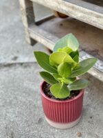Zdjęcie rośliny Clusia rosea Princess, ujęcie 1