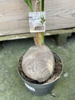 Zdjęcie rośliny Cocos nucifera (Palma kokosowa), ujęcie 2