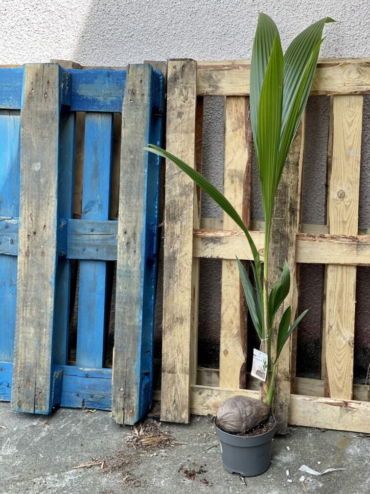Zdjęcie rośliny Cocos nucifera (Palma kokosowa), ujęcie 3