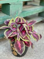 Zdjęcie rośliny Coleus Ruby Road, ujęcie 1