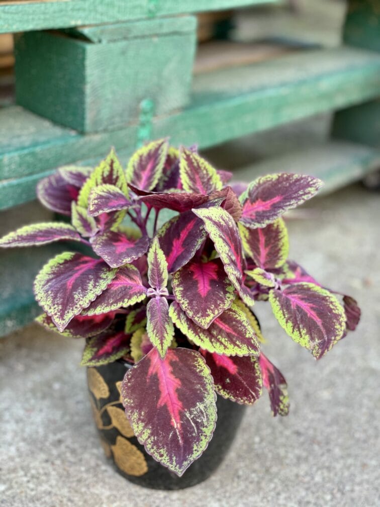 coleus-ruby-road_13x25-1_1621586321.jpg Zdjęcie rośliny Coleus Ruby Road, ujęcie 1