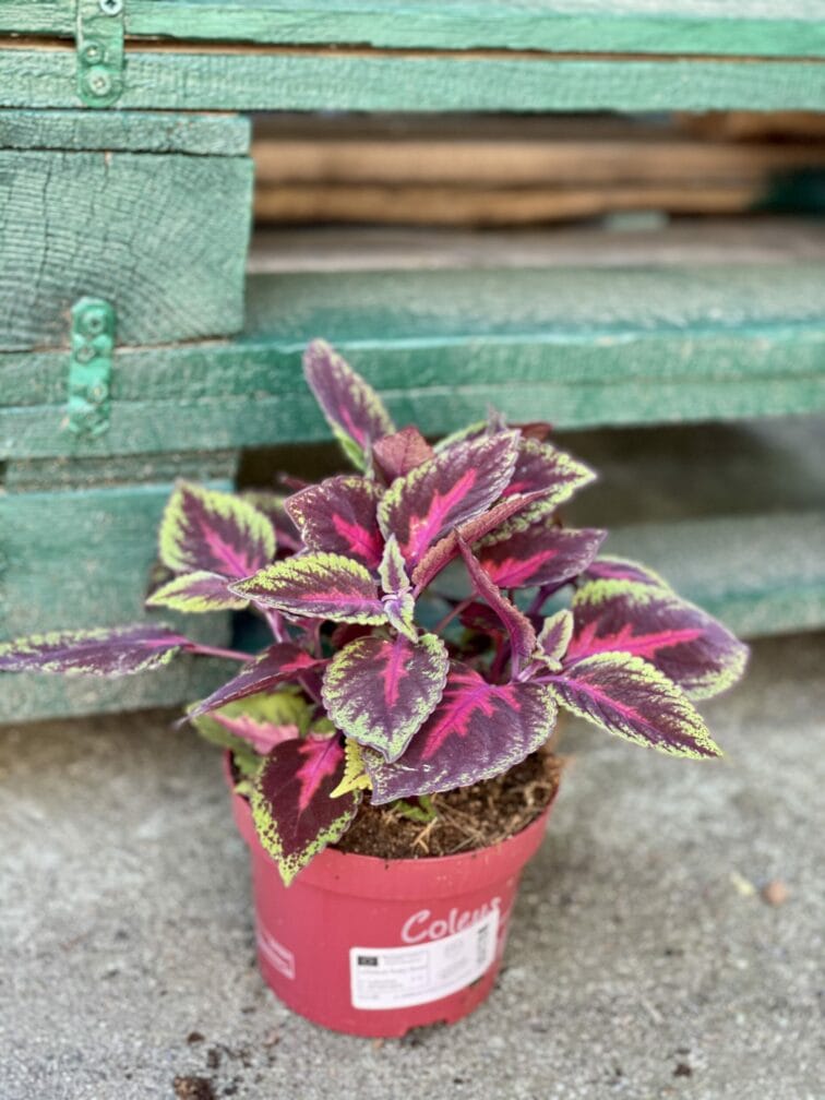 Zdjęcie rośliny Coleus Ruby Road, ujęcie 2