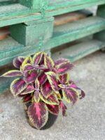 Zdjęcie rośliny Coleus Ruby Road, ujęcie 3
