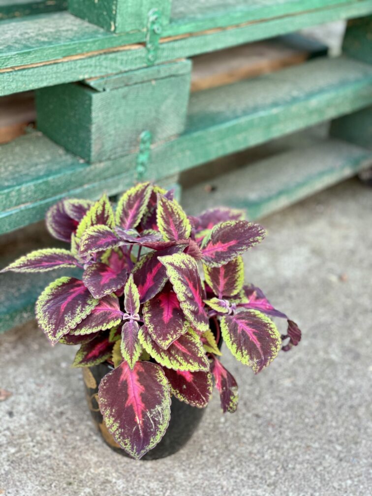 Zdjęcie rośliny Coleus Ruby Road, ujęcie 3