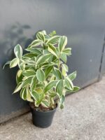 Zdjęcie rośliny Costus Arabicus Variegatus, ujęcie 2