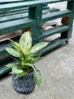 Zdjęcie rośliny Dieffenbachia Compacta, ujęcie 1
