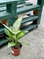Zdjęcie rośliny Dieffenbachia Compacta, ujęcie 2