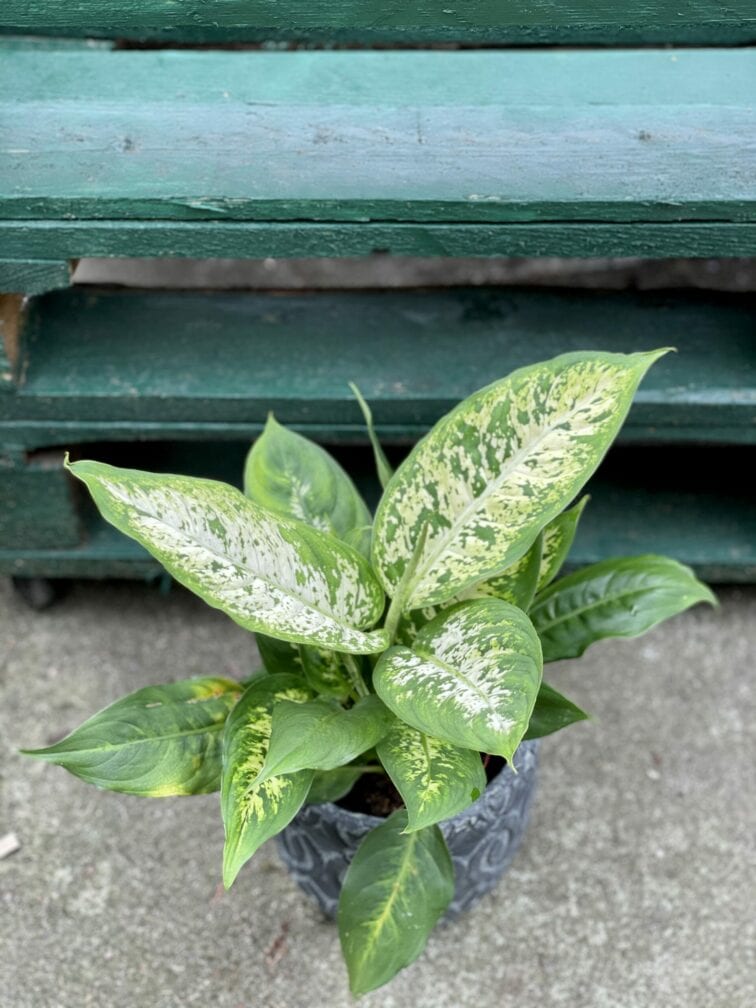 Zdjęcie rośliny Dieffenbachia Compacta, ujęcie 3