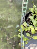 Zdjęcie rośliny Dischidia Geri, ujęcie 2