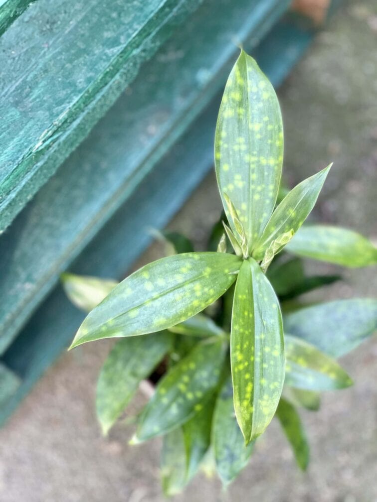 dracaena-surculosa_12x40-1_1619772971.jpg Zdjęcie rośliny Dracaena surculosa, ujęcie 1