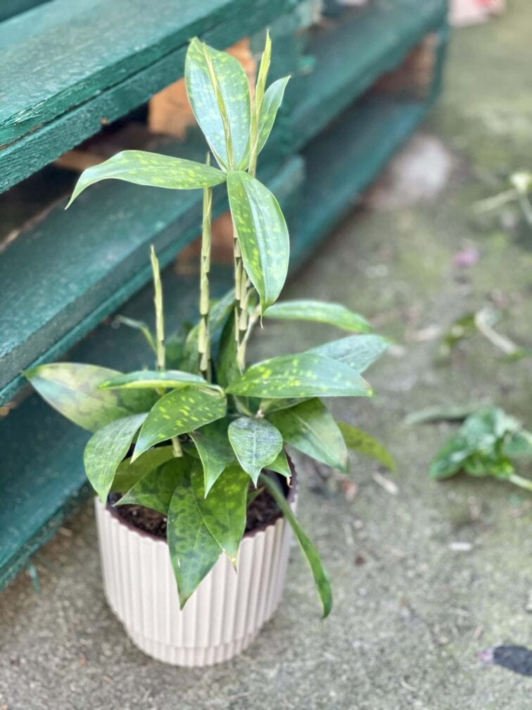 Zdjęcie rośliny Dracaena surculosa, ujęcie 2
