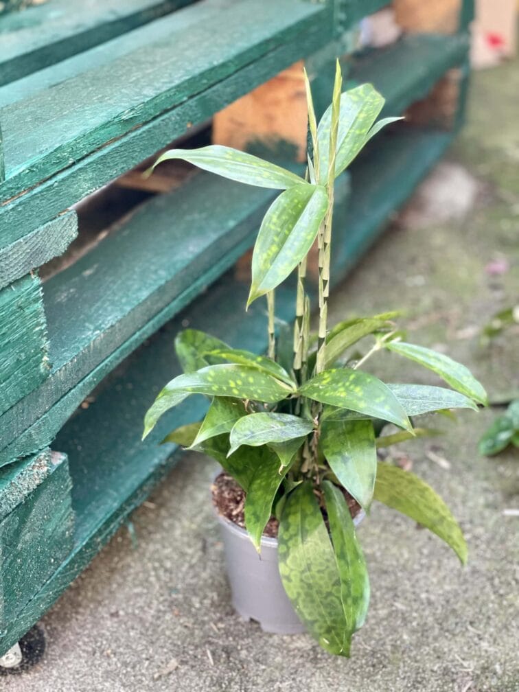 Zdjęcie rośliny Dracaena surculosa, ujęcie 3