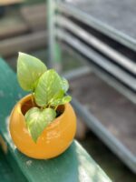 Zdjęcie rośliny Epipremnum Aureum (Epipremnum Złociste), ujęcie 1