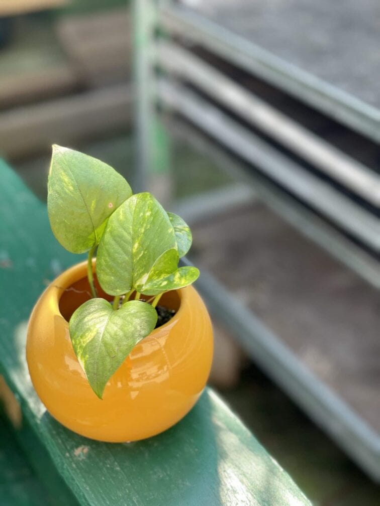 Zdjęcie rośliny Epipremnum Aureum (Epipremnum Złociste), ujęcie 1