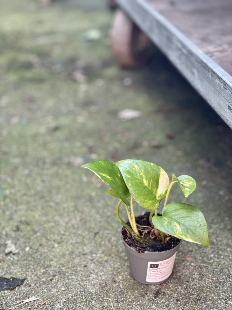 Zdjęcie rośliny Epipremnum Aureum (Epipremnum Złociste), ujęcie 2