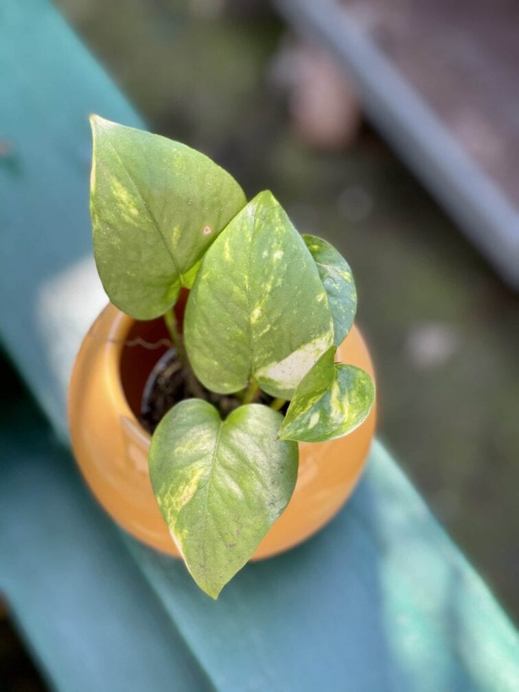 Zdjęcie rośliny Epipremnum Aureum (Epipremnum Złociste), ujęcie 3