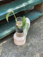 Zdjęcie rośliny Epipremnum pinnatum albo variegata - sadzonka szczytowa cięta, ujęcie 1