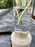 Zdjęcie rośliny Epipremnum pinnatum albo variegata - sadzonka szczytowa cięta, ujęcie 4