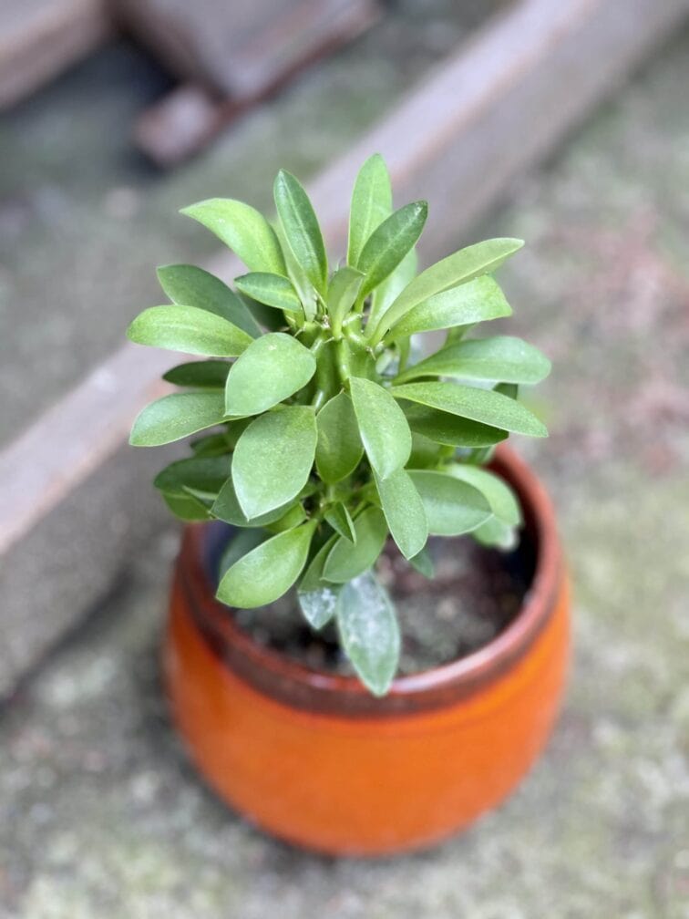 euphorbia-neriifolia_12x30-1_1621591728.jpg Zdjęcie rośliny Euphorbia neriifolia (Kaktus chiński), ujęcie 1