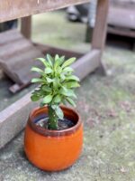 Zdjęcie rośliny Euphorbia neriifolia (Kaktus chiński), ujęcie 3