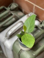 Zdjęcie rośliny Ficus benghalensis Audrey, ujęcie 2