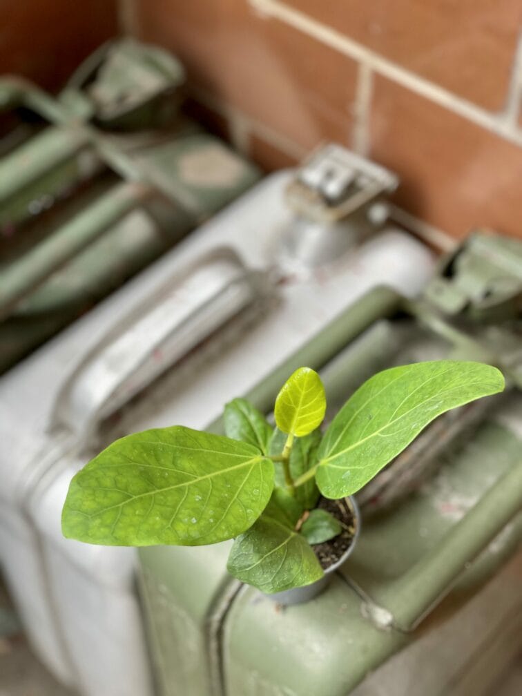 Zdjęcie rośliny Ficus benghalensis Audrey, ujęcie 3