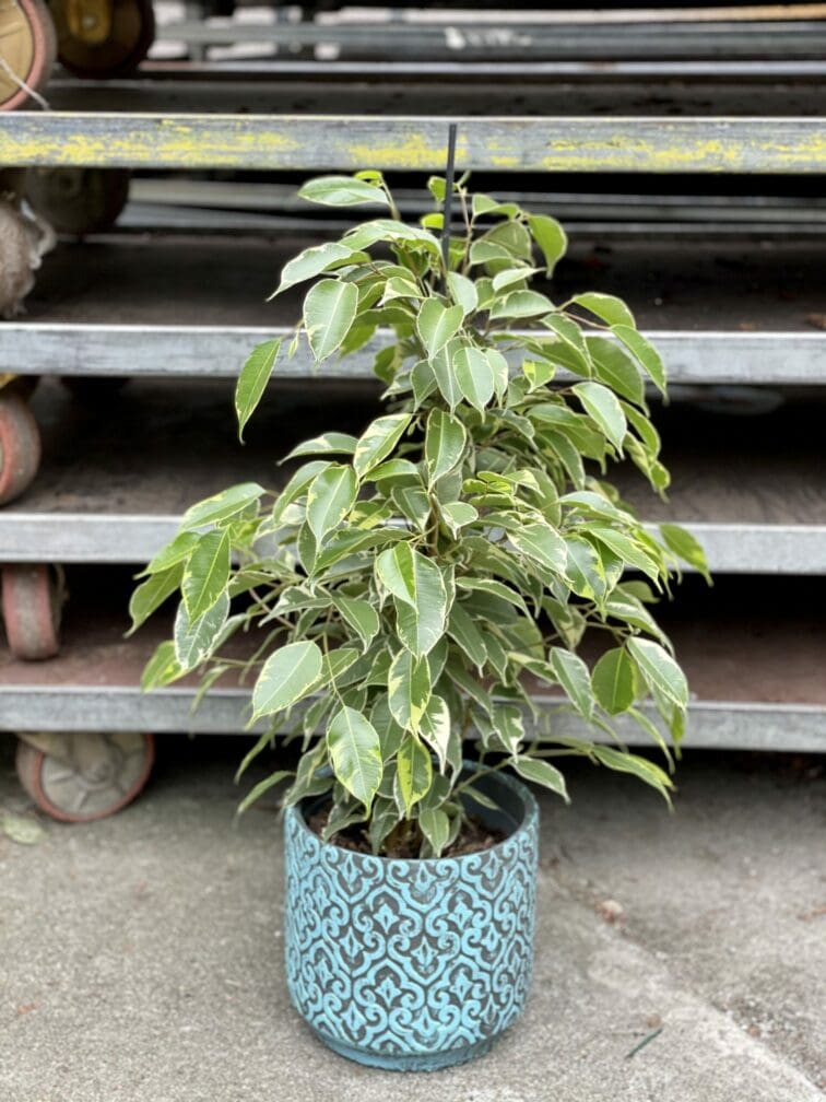 ficus-benjamina-golden-king_17x70-1_1620990006.jpg Zdjęcie rośliny Ficus benjamina Golden King, ujęcie 1