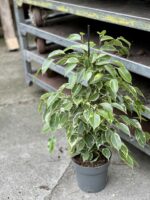 Zdjęcie rośliny Ficus benjamina Golden King, ujęcie 2