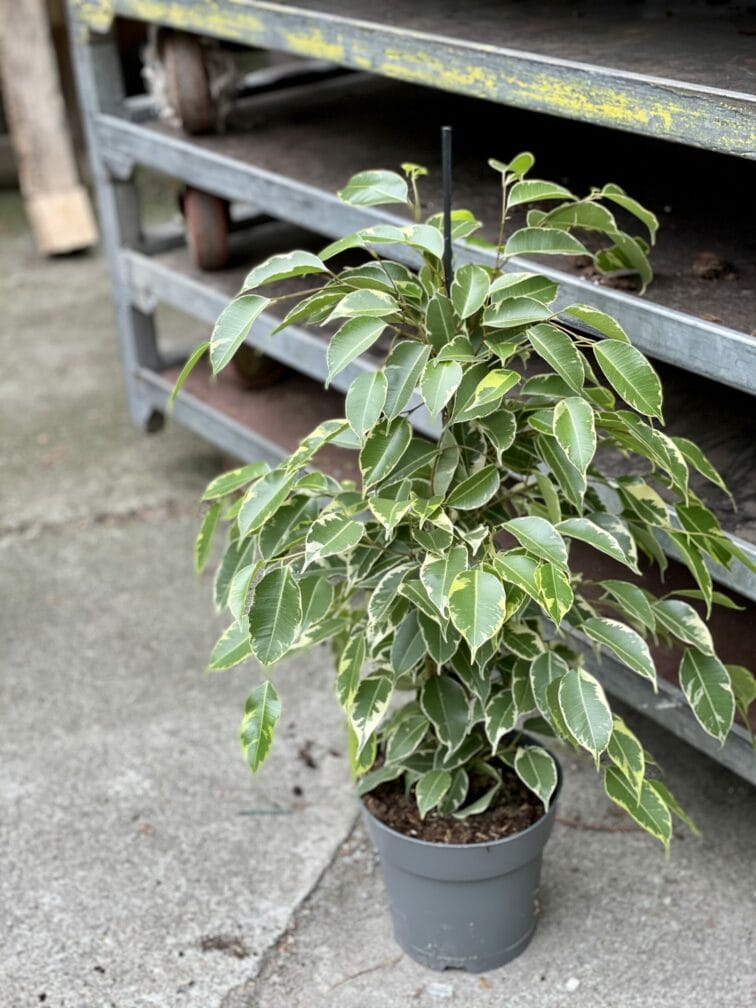 Zdjęcie rośliny Ficus benjamina Golden King, ujęcie 2
