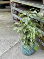 Zdjęcie rośliny Ficus benjamina Golden King, ujęcie 3