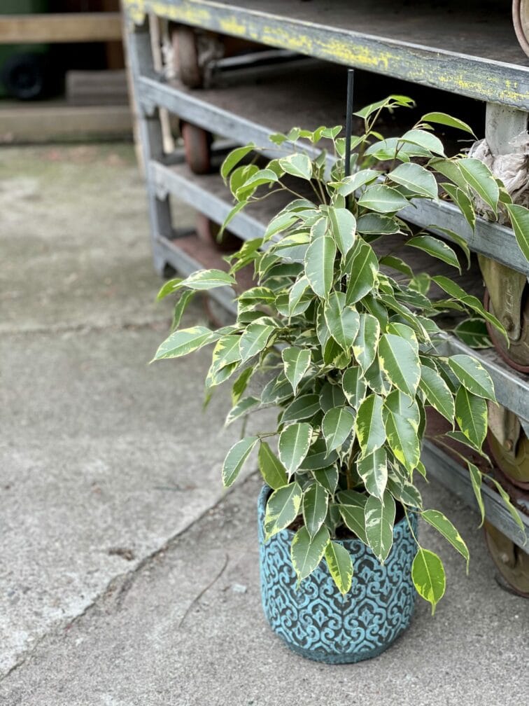 Zdjęcie rośliny Ficus benjamina Golden King, ujęcie 3