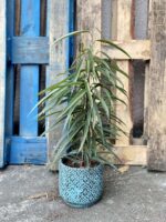 Zdjęcie rośliny Ficus binnendiijkii Alii (Figowiec wierzbolistny), ujęcie 1