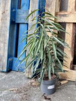 Zdjęcie rośliny Ficus binnendiijkii Alii (Figowiec wierzbolistny), ujęcie 2
