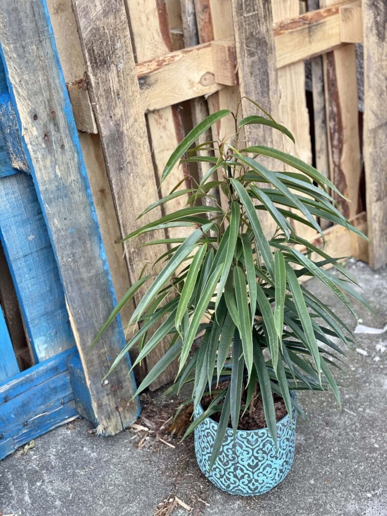 Zdjęcie rośliny Ficus binnendiijkii Alii (Figowiec wierzbolistny), ujęcie 3