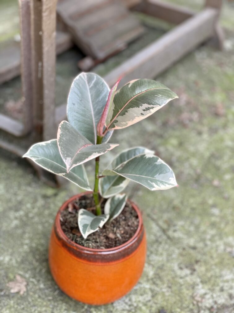 ficus-elastica-tineke_12x30-1_1621591668.jpg Zdjęcie rośliny Ficus Elastica Tineke, ujęcie 1