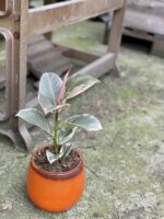 Zdjęcie rośliny Ficus Elastica Tineke, ujęcie 3