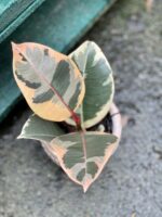 Zdjęcie rośliny Ficus Elastica Tineke, ujęcie 2