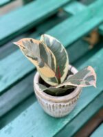 Zdjęcie rośliny Ficus Elastica Tineke, ujęcie 3