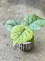 Zdjęcie rośliny Ficus umbellata, ujęcie 1