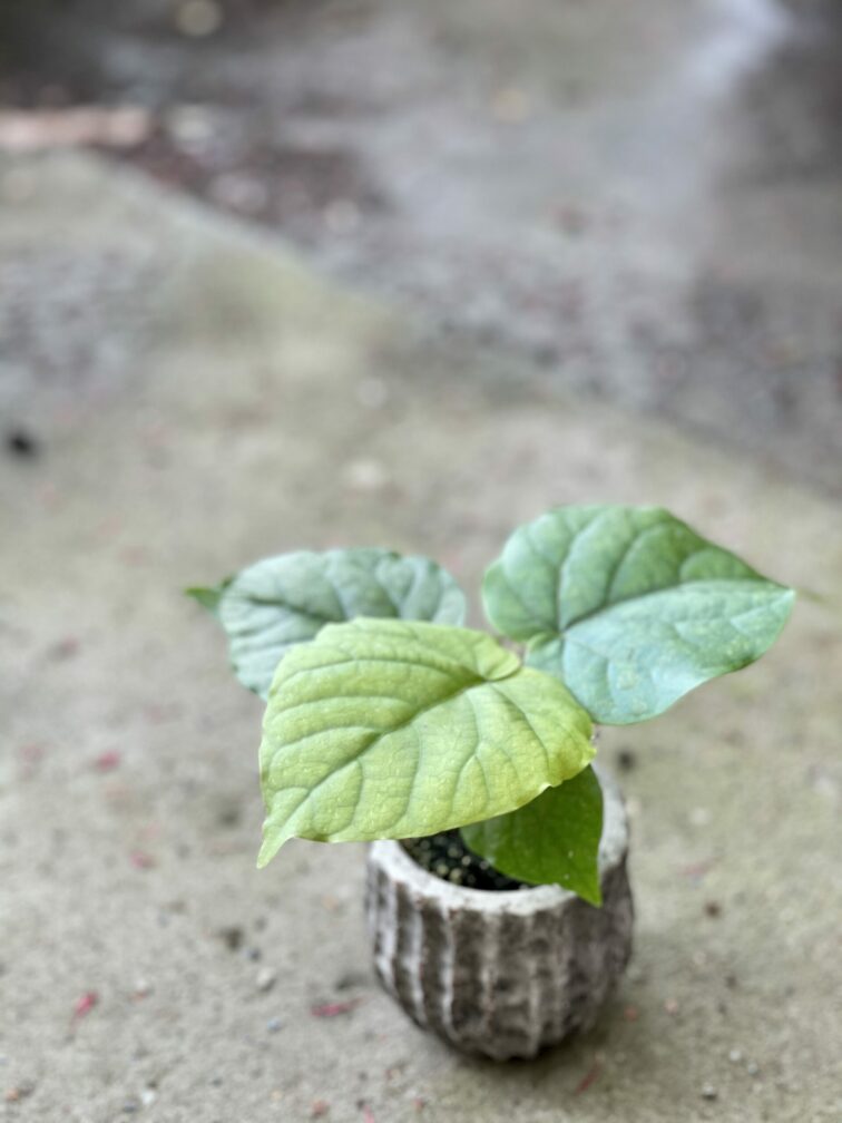 Zdjęcie rośliny Ficus umbellata, ujęcie 3