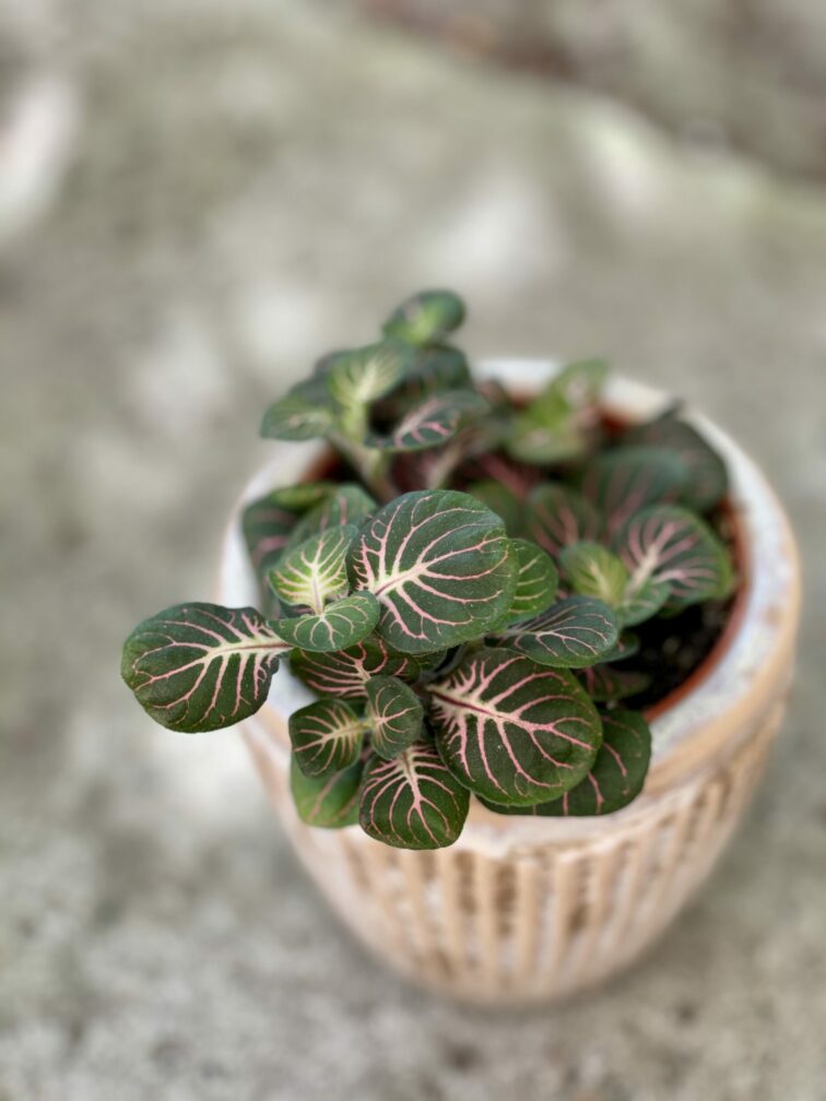 fittonia-fortissimo-bubble-red_8x12-1_1621583869.jpg Zdjęcie rośliny Fittonia Fortissimo Bubble Red, ujęcie 1