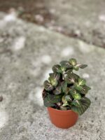 Zdjęcie rośliny Fittonia Fortissimo Bubble Red, ujęcie 2