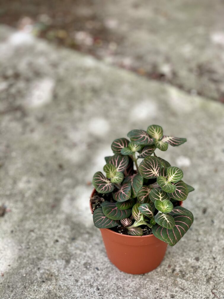 Zdjęcie rośliny Fittonia Fortissimo Bubble Red, ujęcie 2
