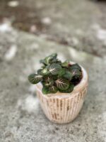 Zdjęcie rośliny Fittonia Fortissimo Bubble Red, ujęcie 3