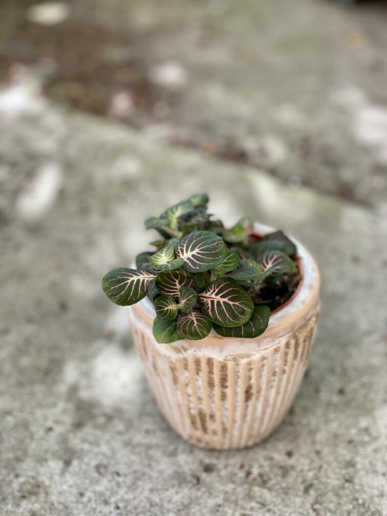 Zdjęcie rośliny Fittonia Fortissimo Bubble Red, ujęcie 3