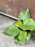 Zdjęcie rośliny Homalomena rubescens Maggy, ujęcie 2