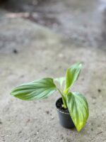 Zdjęcie rośliny Homalomena rubescens Maggy, ujęcie 2