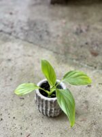 Zdjęcie rośliny Homalomena rubescens Maggy, ujęcie 3