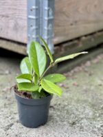 Zdjęcie rośliny Hoya Carnosa, ujęcie 2
